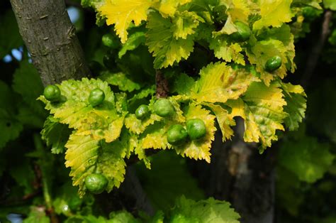 Images Gratuites Arbre Branche Grain De Raisin Fruit Feuille