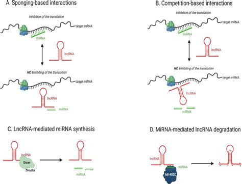 Molecular Impact Of LncRNA MiRNA Interaction On MRNA Expression There