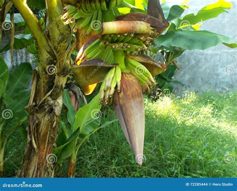 Banana Tree with Banana Flowers and Young Banana Stock Photo - Image of green, background: 72285444