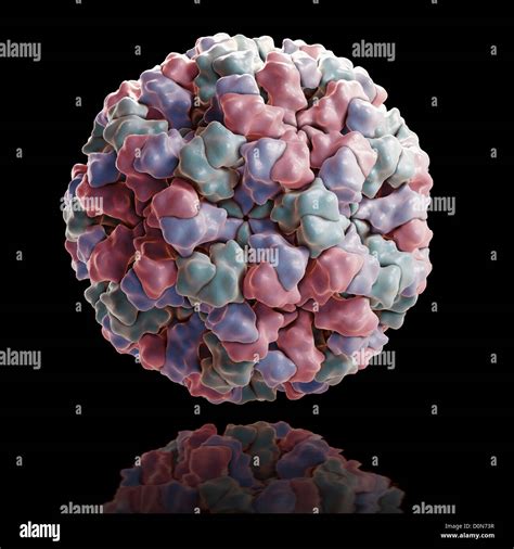 Structure Norwalk virus (1HIM) RNA virus family Caliciviridae major ...