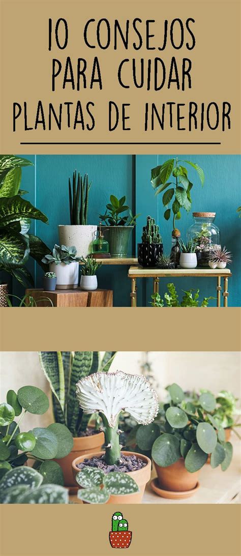 10 Consejos Para Cuidar Plantas De Interior Y Evitar Que Mueran