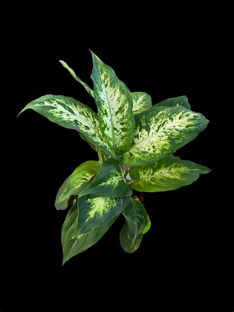 Dieffenbachia Camille – Jordan's Jungle