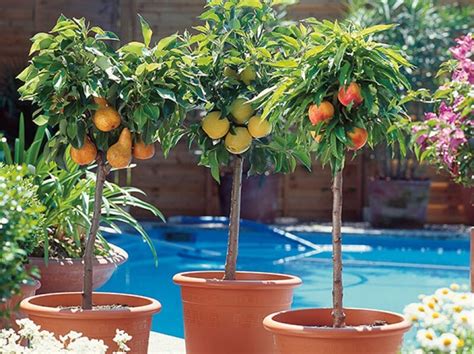 10 árboles frutales para plantar en una maceta Jardineria Domenech