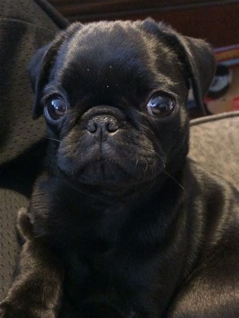 448 best Black Pug Puppies images on Pinterest | Black pug puppies ...