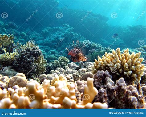 Lion Fish In The Red Sea In Clear Blue Water Hunting For Food Stock