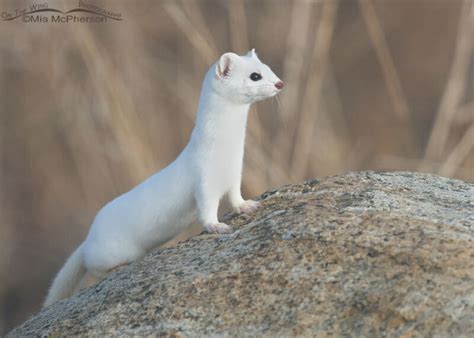 Long-tailed Weasel Images - Mia McPherson's On The Wing Photography