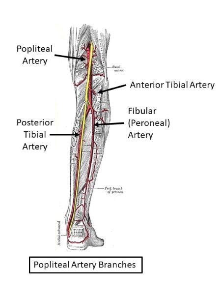 Which of these arteries branches to form the anterior tibial and ...