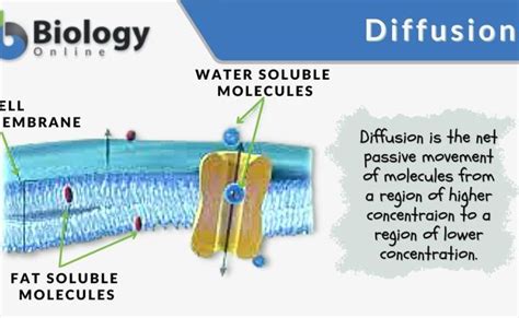 Diffusion Definition Examples And Types Biology Dictionary – Resepkuini