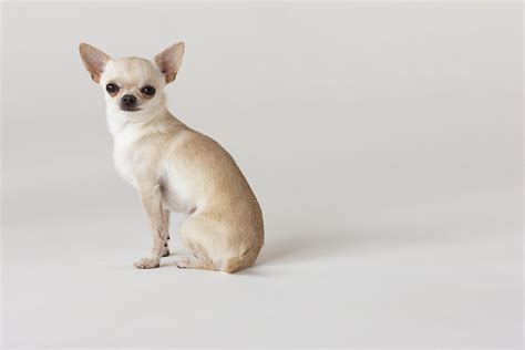 55+ Teacup Chihuahua Dog Breeds - l2sanpiero