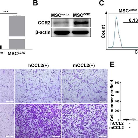 Overexpression Of CCR2 In MSCs And MSCCCR2 Exhibit Enhanced Migration