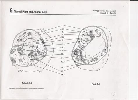 Plant Diagram Blank