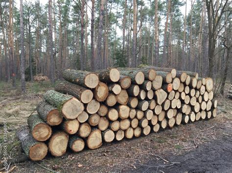 wycinka lasów wycinanie lasu wycinanie borów drewna drzew