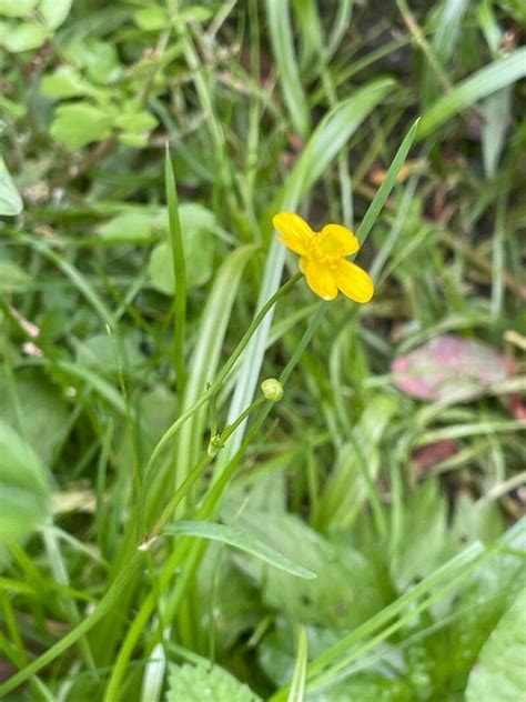 Ranunculus Flammula L Lesser Spearwort World Flora Plntnet Identify