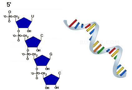 Draw The Structure Of Rna