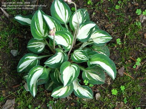 PlantFiles Pictures: Hosta 'Pandora's Box', 1 by ifonly