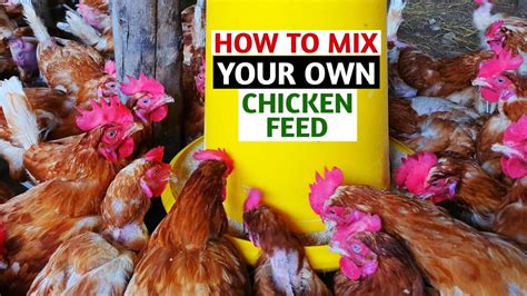 How To Mix Your Own Chicken Feed Part 2 Feed Formulation YouTube