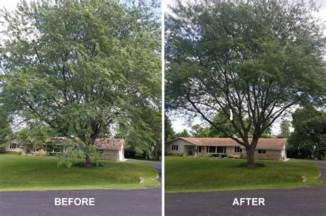 Tree Trimming Before and After P1 | Dan’s Tree Service, Inc.