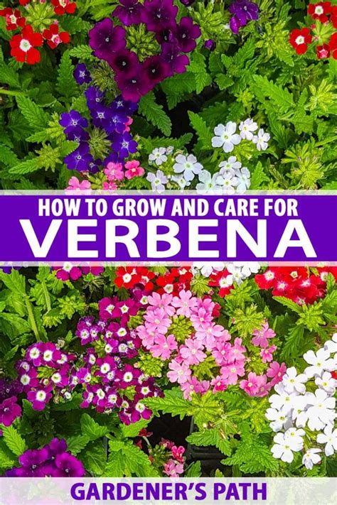 Verbena plant – Artofit