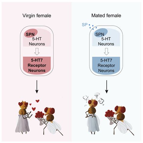 Sex Peptide Regulates Female Receptivity Through Serotoninergic Neurons