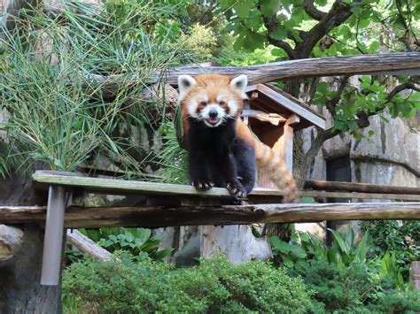 イチゴ、12歳♪動物トピックス｜ブログ野毛山動物園公式サイト｜公益財団法人 横浜市緑の協会