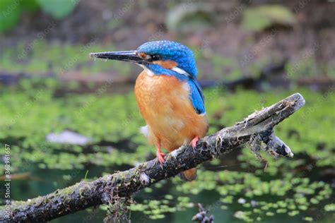 Bird Eisvogel Natur Tier Wild Lebende Tiere Blau Schnabel Bunt