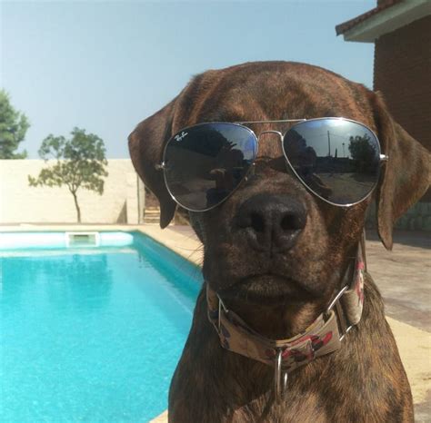 C Mo Mantener A Los Perros Alejados De La Piscina Sobre El Suelo