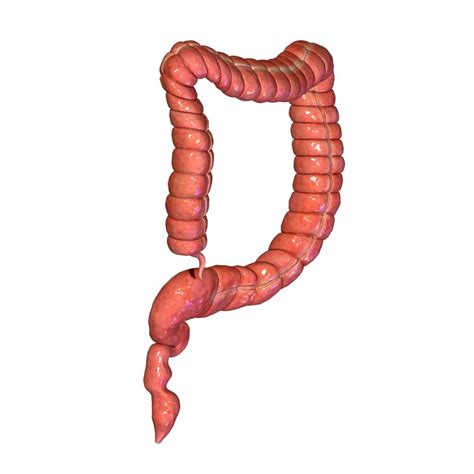 Large Intestine D Model Obj Ma Unknown Free D