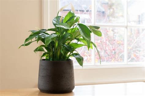 12 Easy Care Indoor Plants: No-Fuss Greenery for Busy People Jay Scotts ...