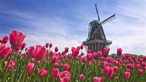 Holland Tulips Wallpapers - Top Free Holland Tulips Backgrounds ...