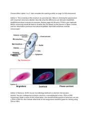 Exploring Microscopy Techniques: Brightfield, Darkfield, and | Course Hero