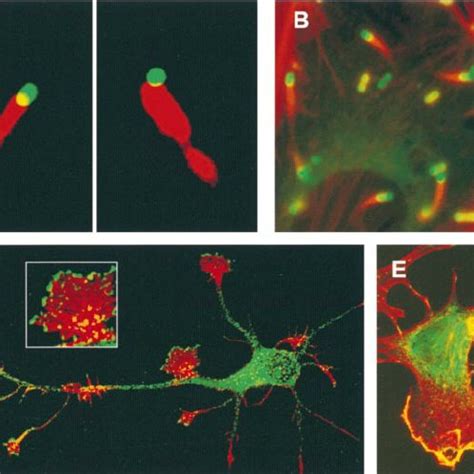 Localization of actin, Arp2/3 complex, and Ena/VASP proteins. (A) Actin ... 