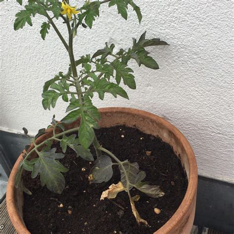 Tomaten zu viel Sonne? (Pflanzen, Gärtner)