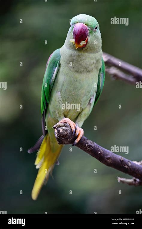 female Alexandrine Parakeet Stock Photo - Alamy