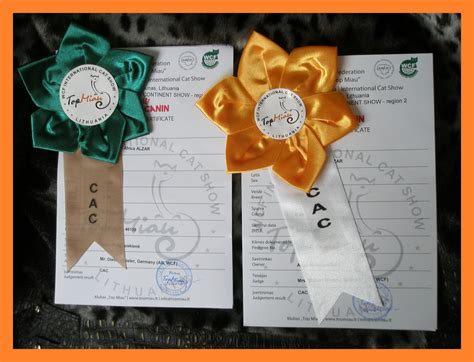 Bengalijos Leopardinės Katės: Bengalai