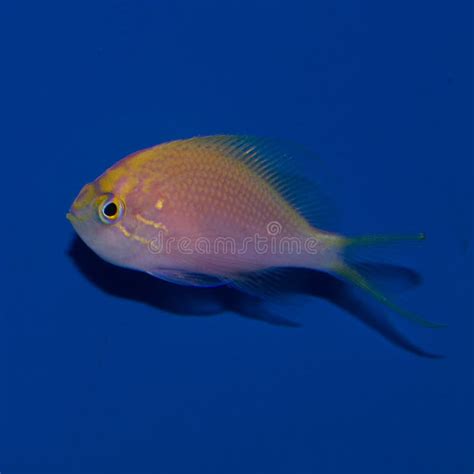 Fathead Sunburst Anthias Stock Image Image Of Scale 98753107