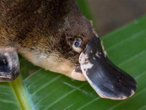 Platypus Cryptid Wiki Fandom Powered By Wikia