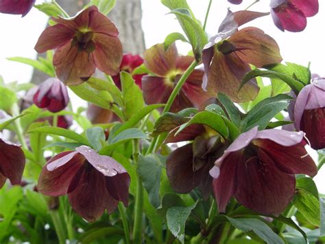 How To Plant And Care For Lenten Roses Dengarden