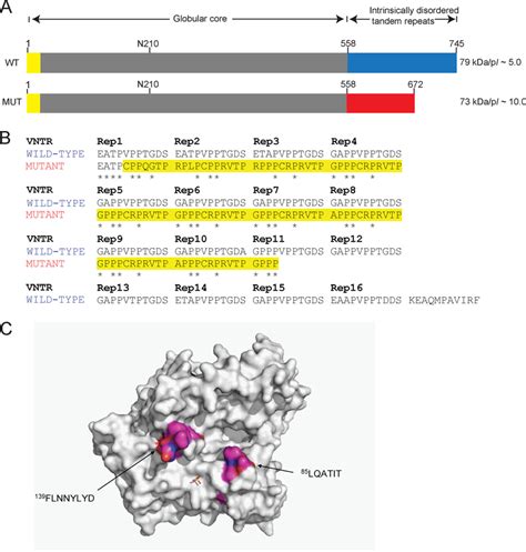 Structure Of The Human CEL Protein Variants A Schematic Structure Of