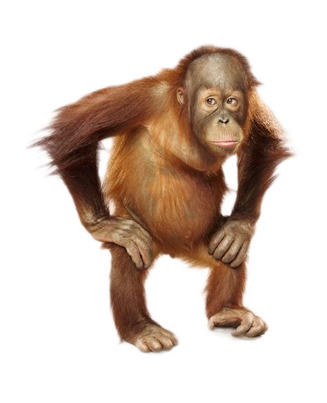 Orange Clipart Orangutan Picture 1783907 Orange Clipart Orangutan