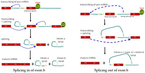 Genes Free Full Text Alternative Splicing Of Pre Mrna In The