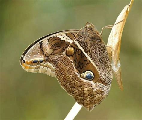 Borboleta Olho De Boi Caracter Sticas Nome Cient Fico E Fotos Mundo