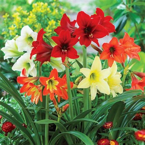 Hardy Garden Amaryllis Mixed Bulbs From K Van Bourgondien