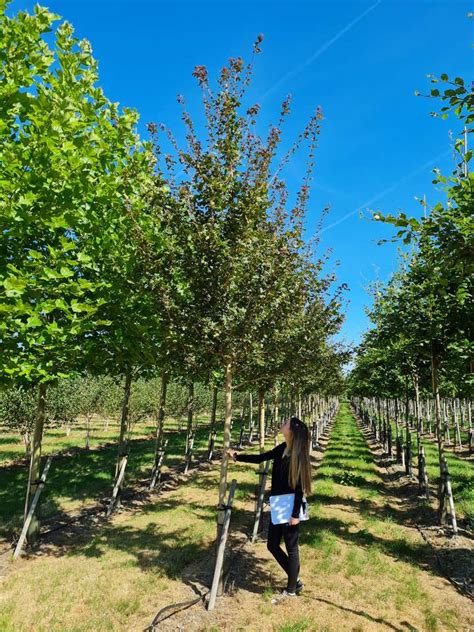 Acer Campestre Red Shine Field Maple Red Shine