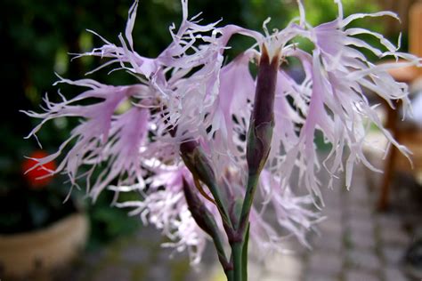 Dianthus Superbus Caryophyllaceae Image At Phytoimages Siu Edu