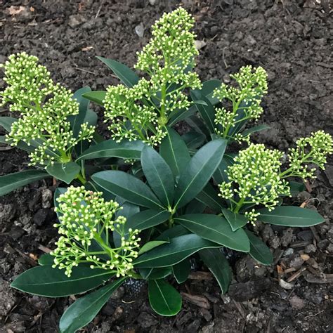 Skimmia Japonica Finchy Japanese Skimmia Finchy In Gardentags