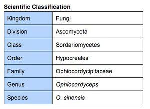 Ophiocordyceps sinensis - microbewiki