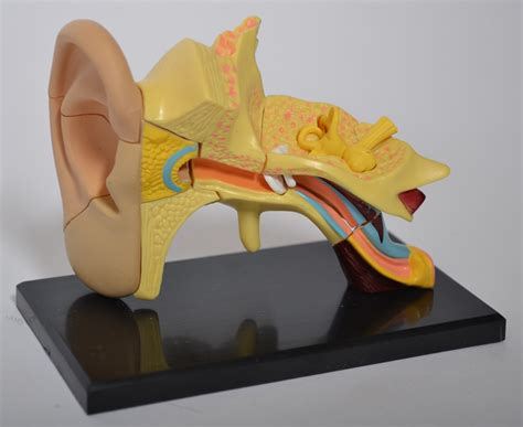 Model Of The Anatomy Of The Ear