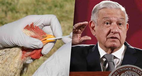 Amlo Confirma Brote De Gripe Aviar En Granja De Cajeme Sonora