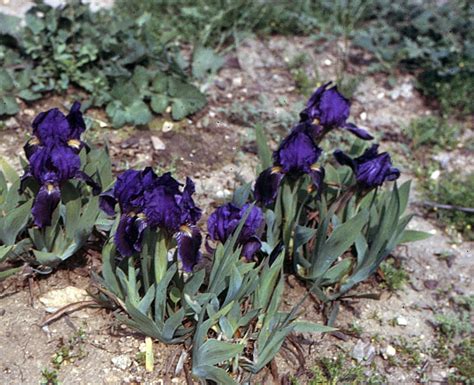 Marocain Historic Iris Preservation Society