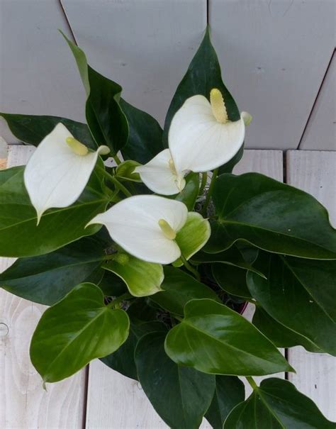 Flamingoplant Anthurium Wit In Rode Pot 40 Cm Bol